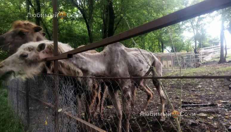 В селе Ахштырь в Сочи туристы обнаружили крайне истощенных животных