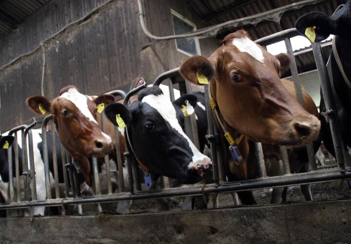 Департамент ветеринарии Кубани опроверг информацию о массовом убое скота из-за инфекции