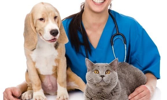 На работу в ветеринарную клинику «Призвание» требуется ассистент 