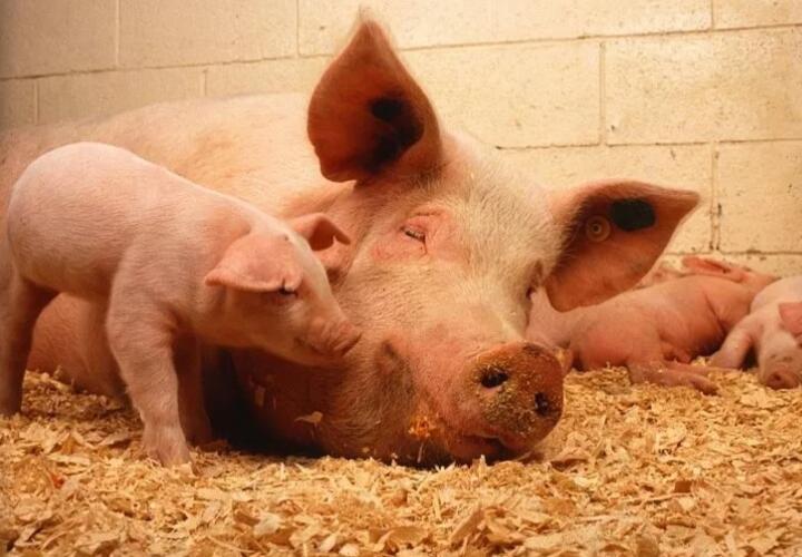 Убытки от африканской чумы свиней на Кубани оценили в 500 млн рублей