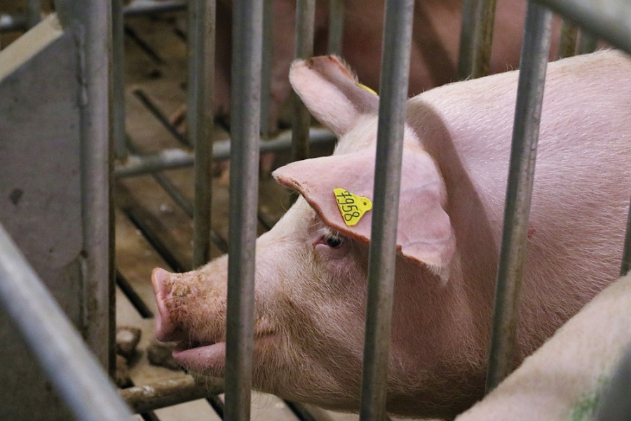 В Ейском районе выявлен очаг африканской чумы свиней