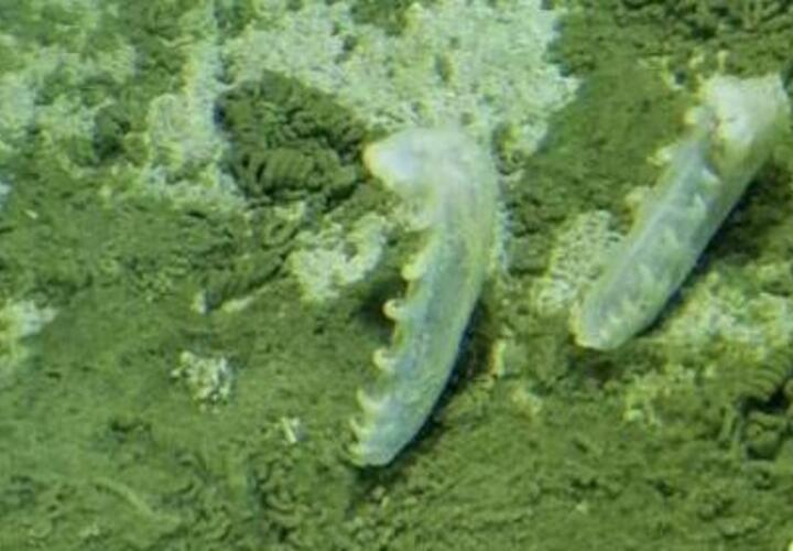 В Тихом океане обнаружили новые «нетипичные» бактерии
