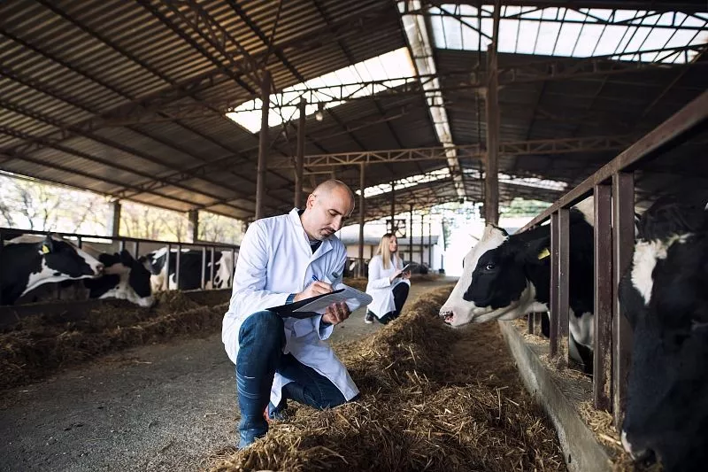 Кубанские ученые вывели стадо коров, дающее легкоусваиваемое молоко
