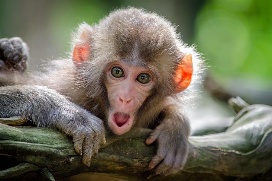 Фейки опережают эпидемию: что уже наврано в Сети про обезьянью оспу