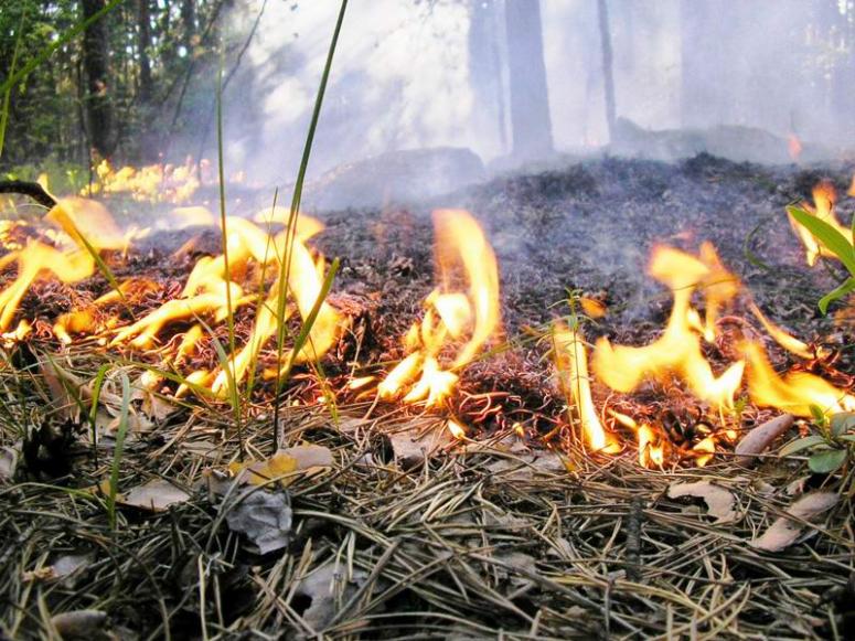 В Мостовском районе Кубани тушат лесной пожар