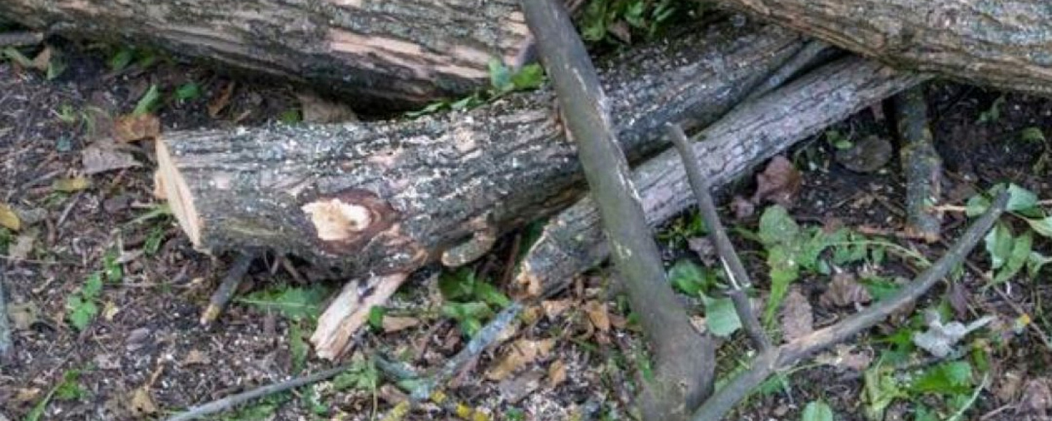 Мужчине грозит до 7 лет лишения свободыВ Мостовском районе в селе Унароково сотрудники ДПС заметили несколько свежеспиленных деревьев